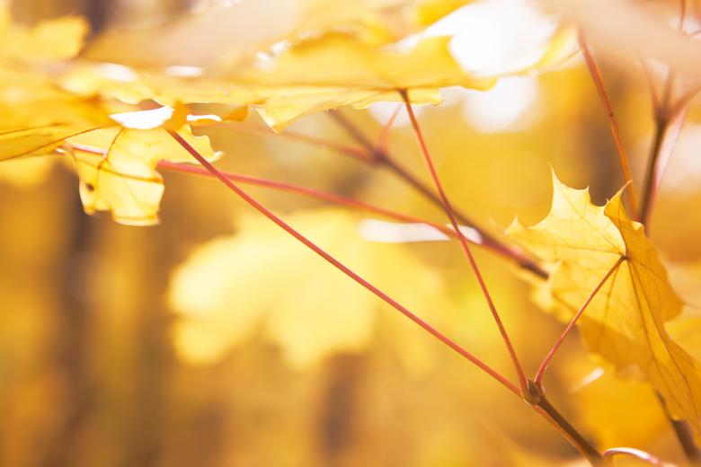 Free stock image of autumn leaves created by 2happy