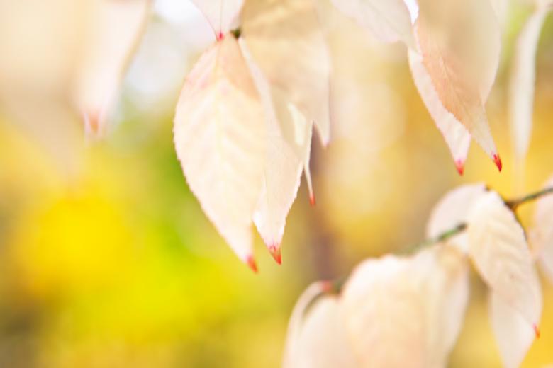 Free stock image of autumn leaves created by 2happy