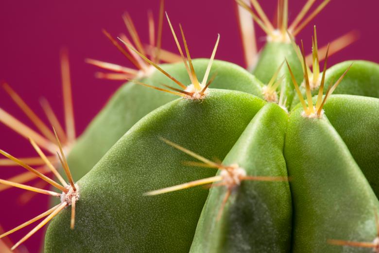 Free stock image of Cactus  created by 2happy