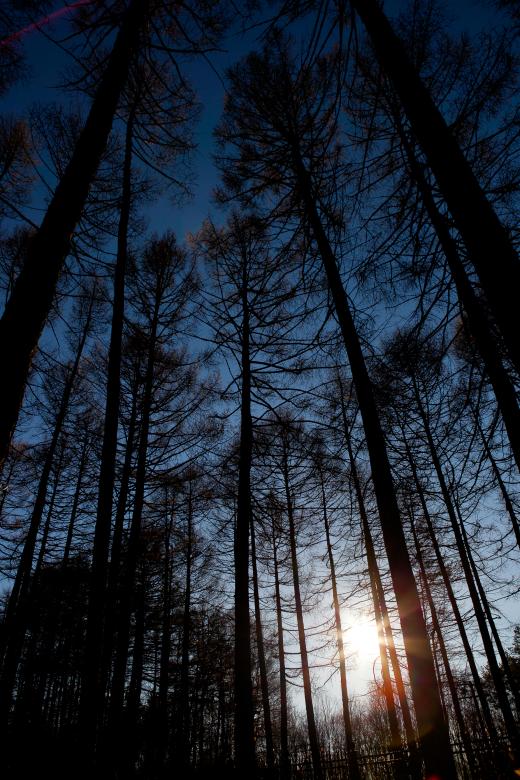 Free stock image of Trees Silhouette created by 2happy