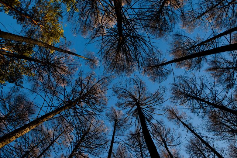 Free stock image of trees created by 2happy