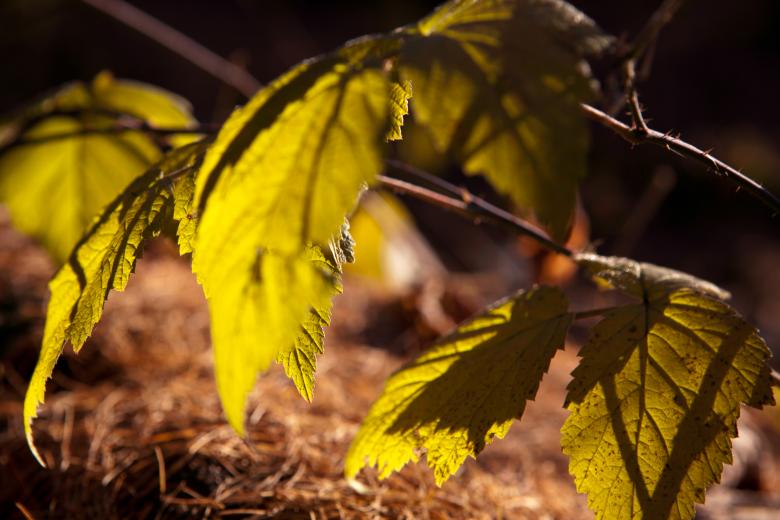 Free stock image of autumn leaves  created by 2happy