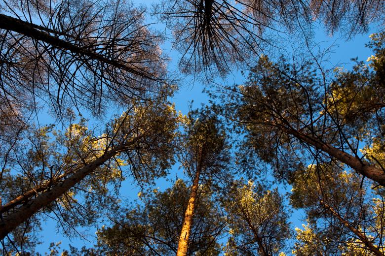 Free stock image of trees created by 2happy