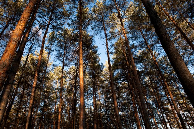 Free stock image of trees created by 2happy