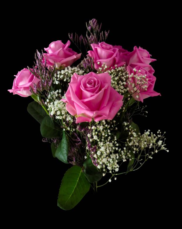 Free stock image of Fresh Rose created by Pixabay