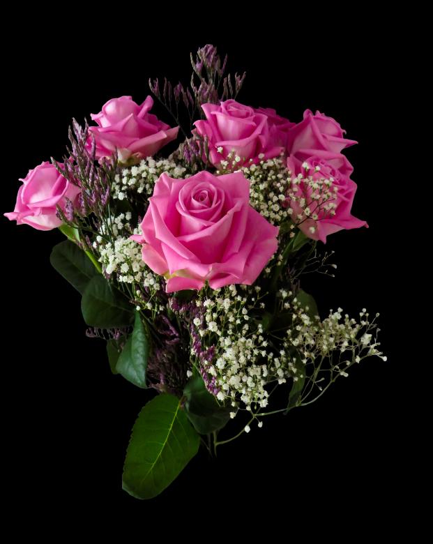 Free stock image of Fresh Rose created by Pixabay