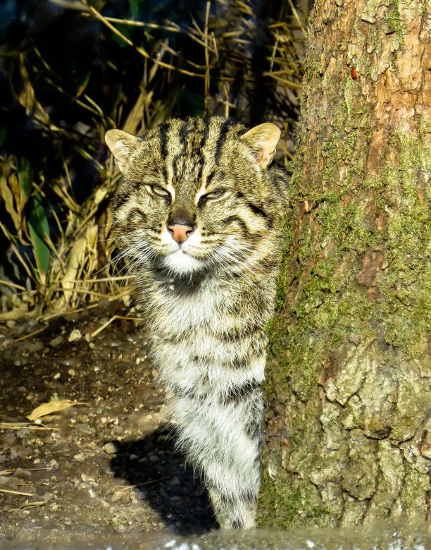 Free stock image of Wild Cat created by Pixabay