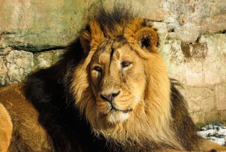 Free stock image of Wild Lion created by Pixabay
