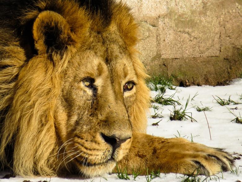 Free stock image of Wild Lion created by Pixabay