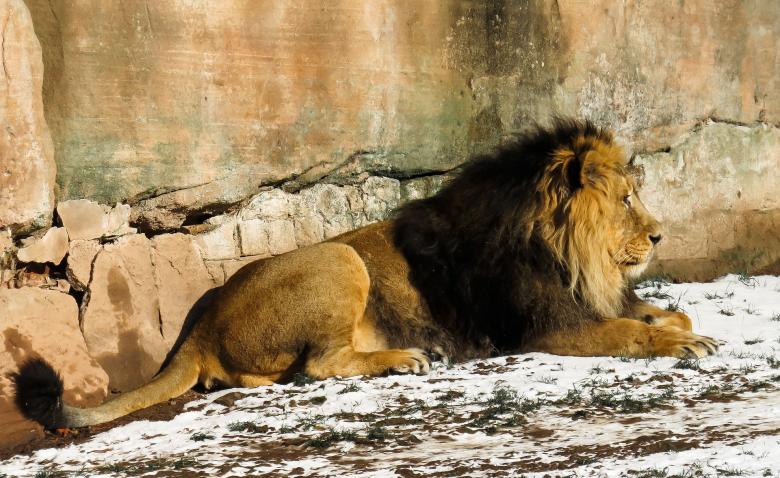 Free stock image of Wild Lion created by Pixabay