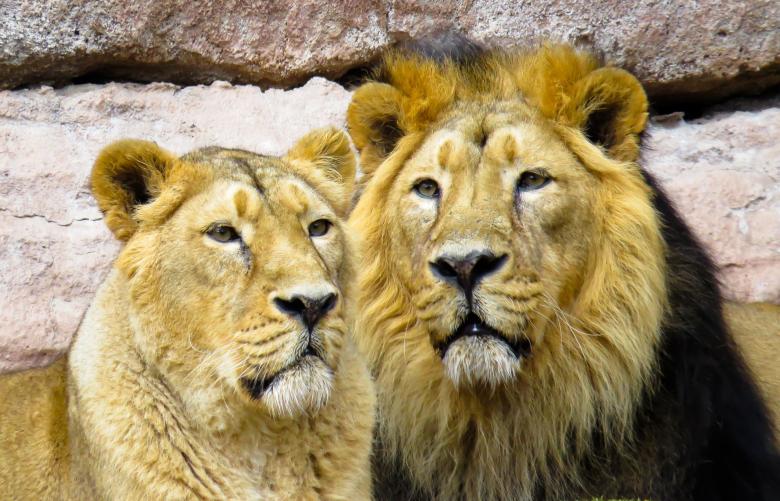 Free stock image of Royal Family created by Pixabay