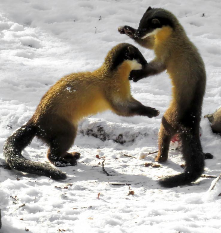 Free stock image of Wild Marten created by Pixabay