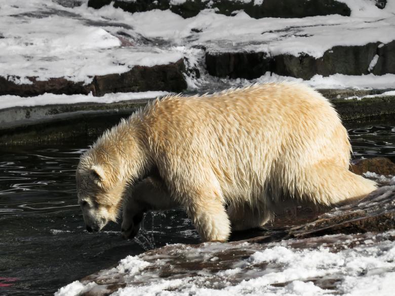 Free stock image of Polar Bear created by Pixabay