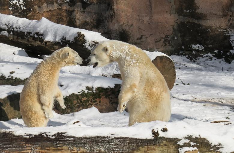 Free stock image of Polar Bear created by Pixabay