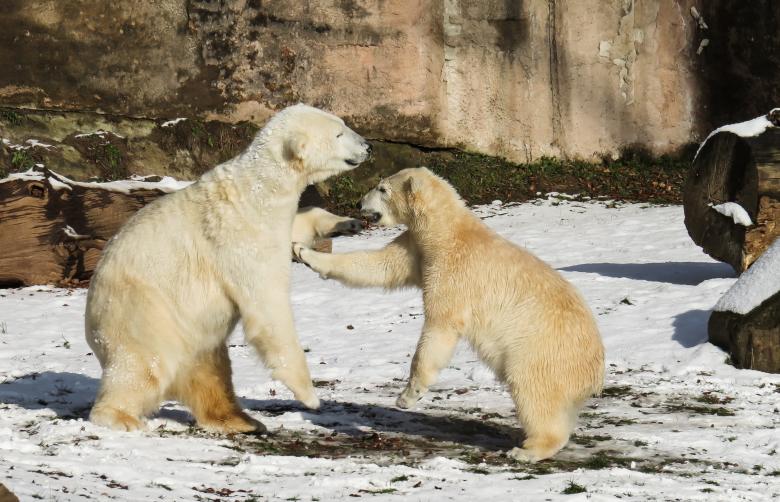 Free stock image of Polar Bear created by Pixabay