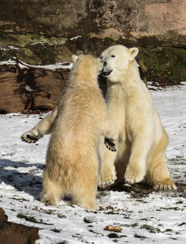 Free stock image of Polar Bear created by Pixabay