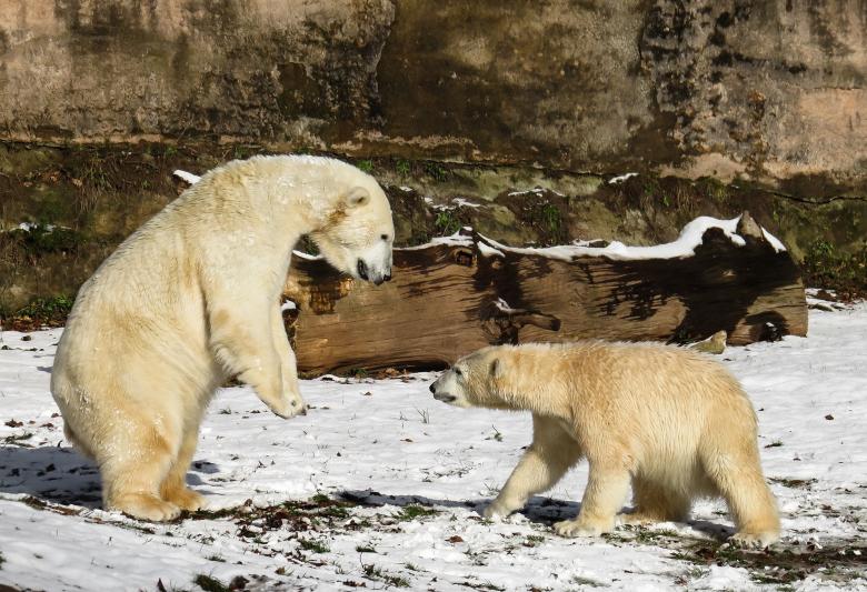 Free stock image of Polar Bear created by Pixabay