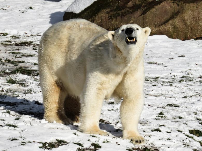Free stock image of Polar Bear created by Pixabay