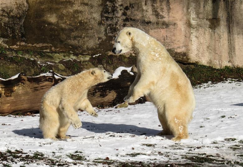 Free stock image of Polar Bear created by Pixabay