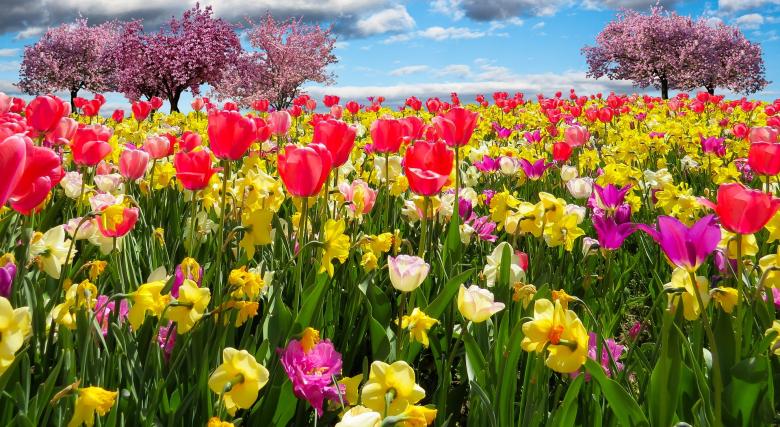 Free stock image of Spring Awakening created by Pixabay