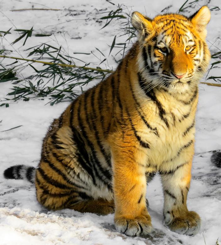 Free stock image of Bengal Tiger created by Pixabay