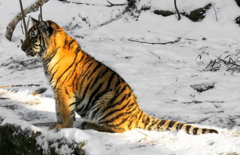 Free stock image of Bengal Tiger created by Pixabay