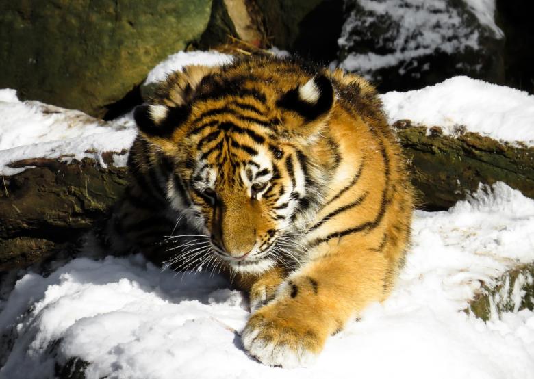 Free stock image of Bengal Tiger created by Pixabay
