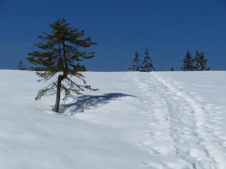Free stock image of Frozen created by Pixabay