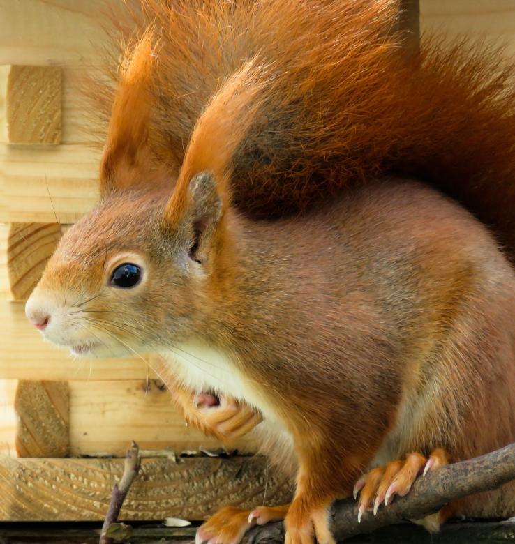 Free stock image of Wild Squirrel created by Pixabay