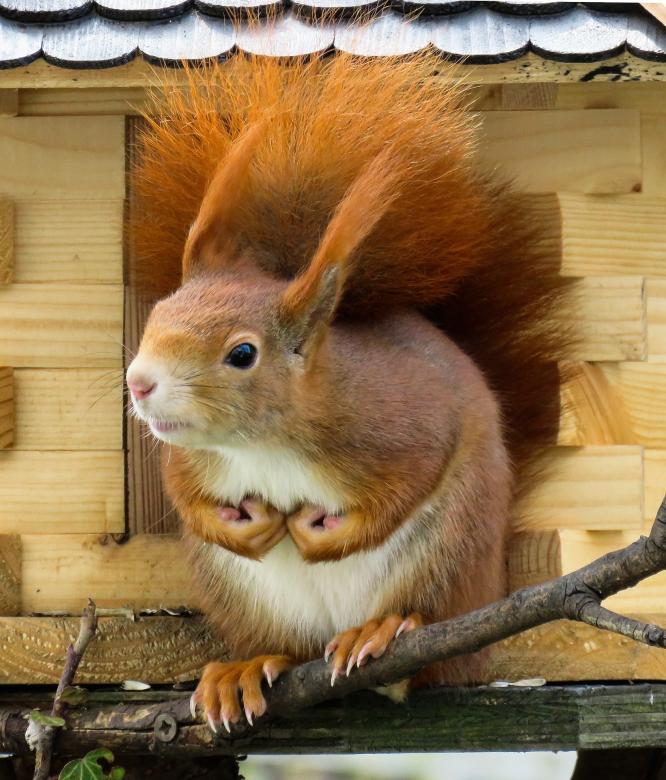 Free stock image of Wild Squirrel created by Pixabay