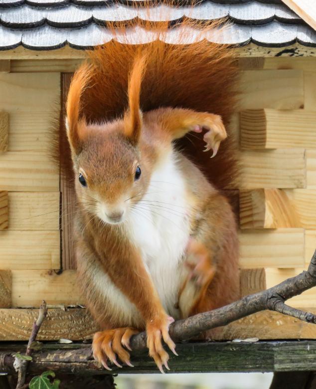 Free stock image of Wild Squirrel created by Pixabay