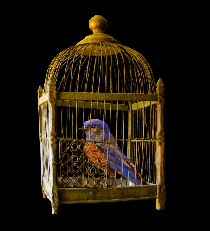 Free stock image of Bird in the Cage created by Pixabay