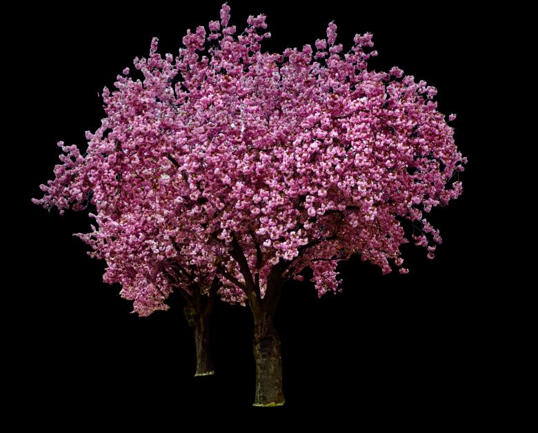 Free stock image of Cherry Blossoms created by Pixabay