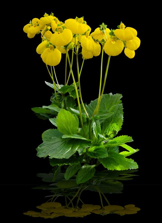 Free stock image of Blooming Flower created by Pixabay