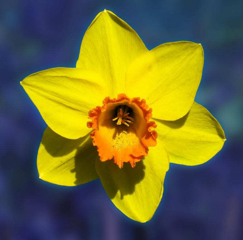 Free stock image of Blooming Flower created by Pixabay