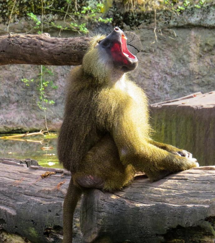 Free stock image of Monkey in the Zoo created by Pixabay