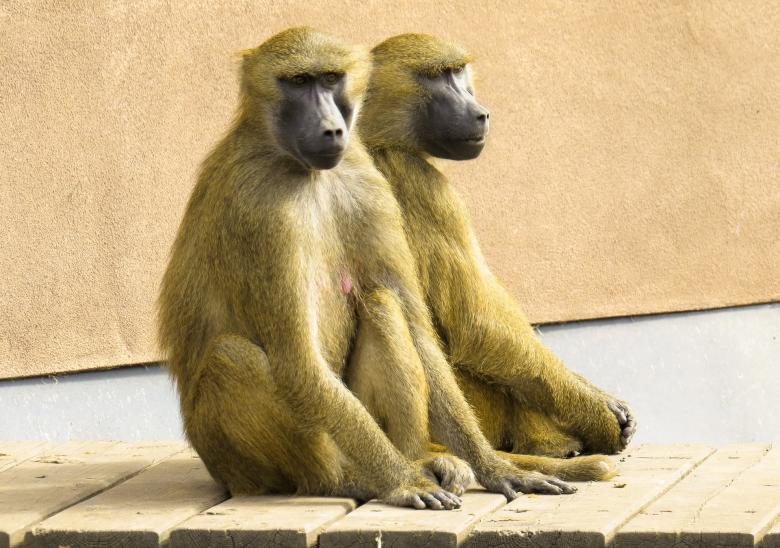 Free stock image of Monkeys in the Zoo created by Pixabay