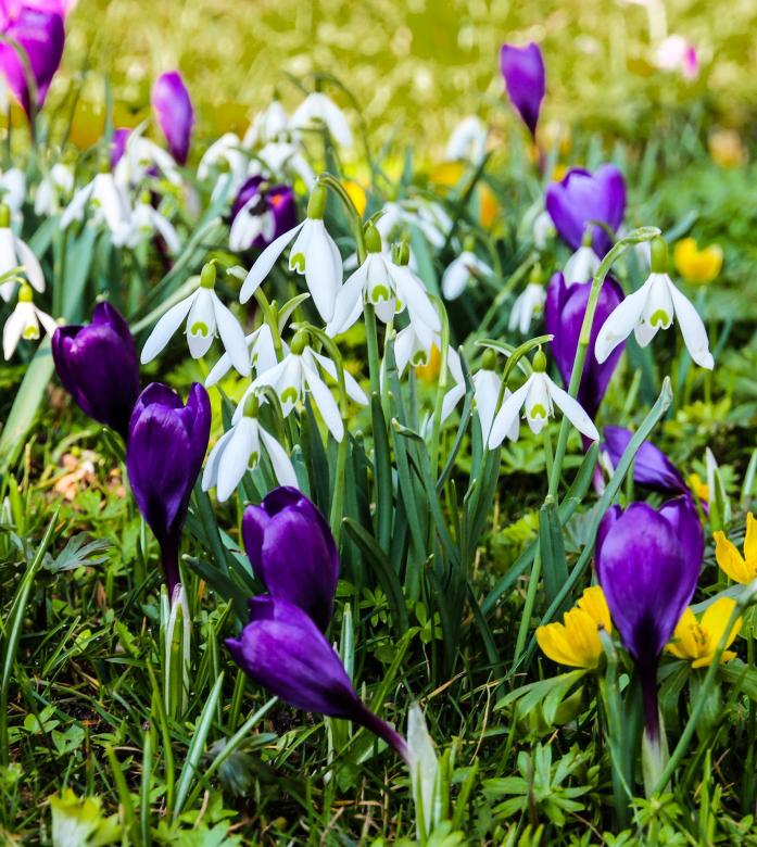 Free stock image of Fresh Flowers created by Pixabay