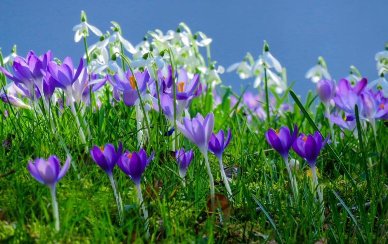 Free stock image of Spring Meadow created by Pixabay