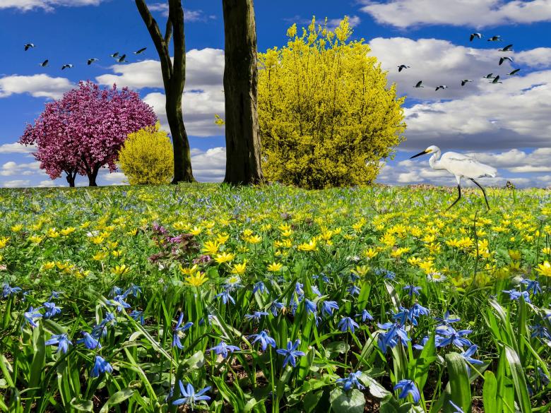 Free stock image of Spring Meadow created by Pixabay