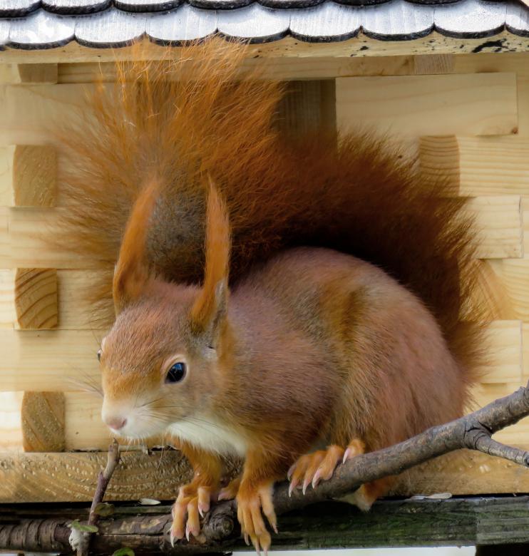 Free stock image of Wild Squirrel created by Pixabay