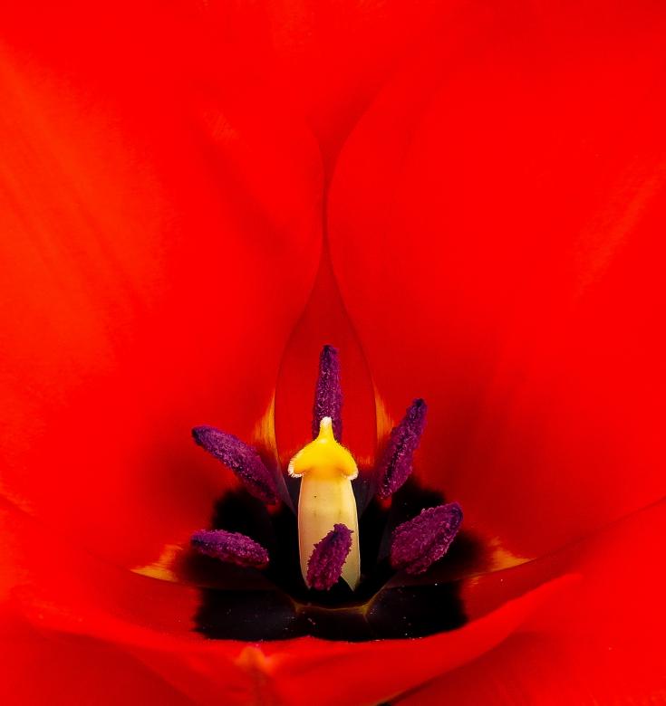 Free stock image of Macro Tulip created by Pixabay