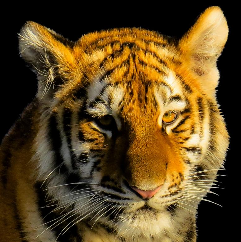 Free stock image of Bengal Tiger created by Pixabay