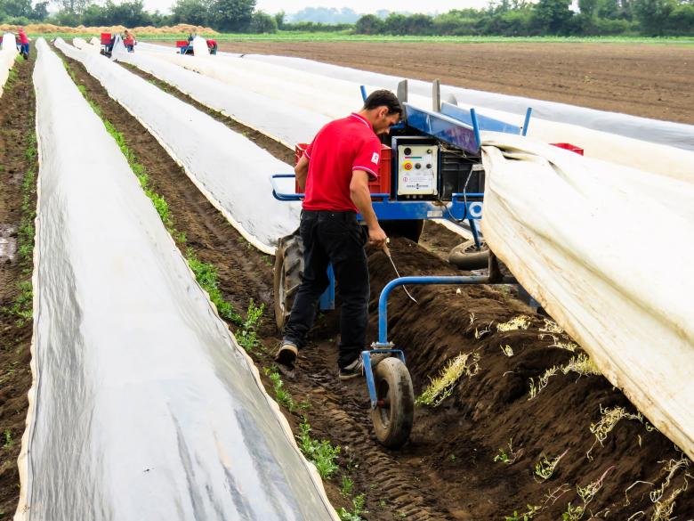 Free stock image of Tunnel Farming created by Pixabay