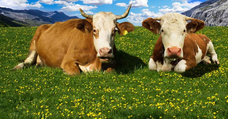 Free stock image of Wild Cows created by Pixabay
