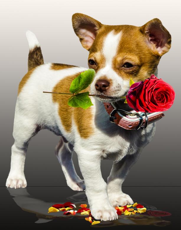Free stock image of Pet Dog created by Pixabay