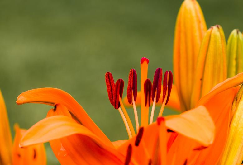 Free stock image of Fresh Flowers created by Pixabay