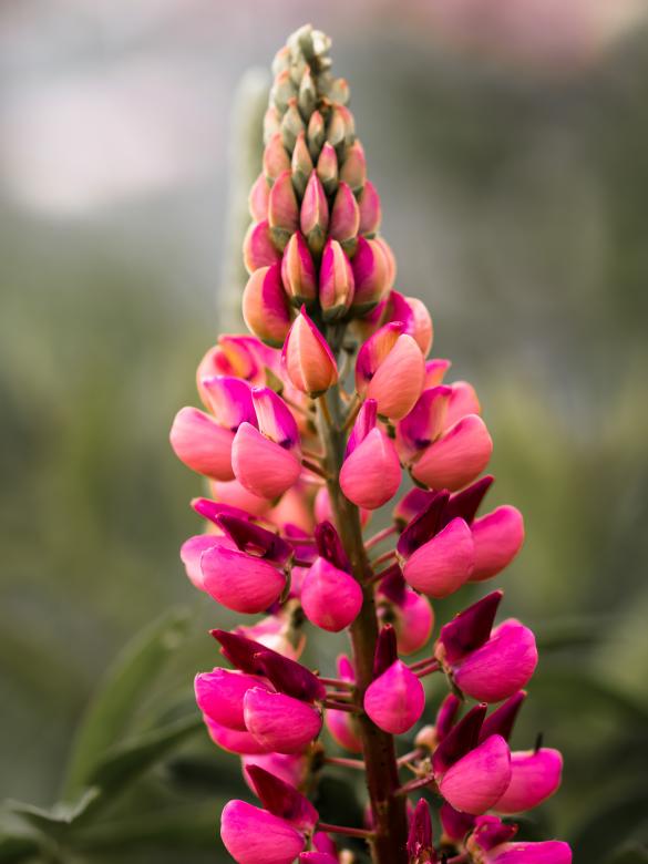 Free stock image of Fresh Flowers created by Pixabay