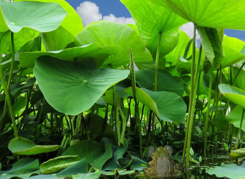 Free stock image of Frog Leaves created by Pixabay