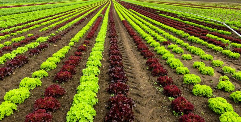 Free stock image of Cash Crop created by Pixabay
